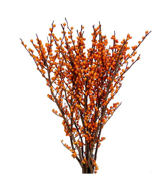 Ilex orange beauty 70 - ILEORABEA