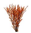Ilex orange beauty 70 - ILEORABEA
