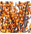 Ilex orange beauty 70 - ILEORABEA1
