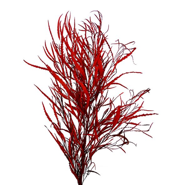 Grevillea rojo 200gr - GREROJ