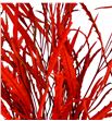 Grevillea rojo 200gr - GREROJ1