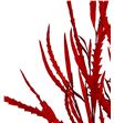 Grevillea rojo 200gr - GREROJ2