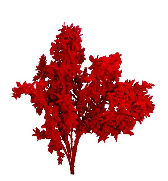 Ruscus fino nieve roja - RUSFINNIEROJ