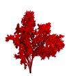 Ruscus fino nieve roja - RUSFINNIEROJ