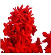 Ruscus fino nieve roja - RUSFINNIEROJ1