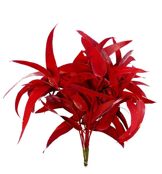 Victoria rojo - VICROJ