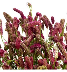 Sanguiso officinalis 85 - SANPINTAN