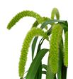 Setaria volle melk 60 - SETVOLMEL1