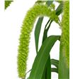 Setaria volle melk 60 - SETVOLMEL2