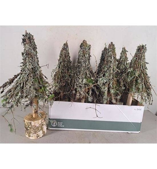 Arbol larix/moss 40 - ARBLARMOS
