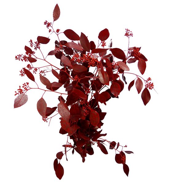 Eucaliptus populus rojo 200gr - EUPOPROJ