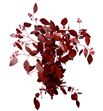 Eucaliptus populus rojo 200gr - EUPOPROJ