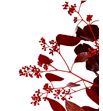 Eucaliptus populus rojo 200gr - EUPOPROJ1