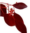 Eucaliptus populus rojo 200gr - EUPOPROJ2