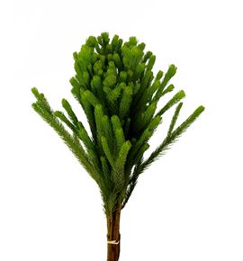 Brunia albiflora green 50 - BRUALBVER