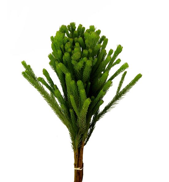 Brunia albiflora green 50 - BRUALBVER