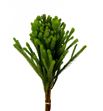 Brunia albiflora green 50 - BRUALBVER