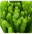 Brunia albiflora green 50 - BRUALBVER1