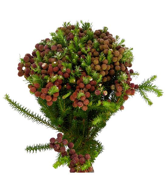 Berzelia squarosa 50 - BERSQU