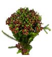 Berzelia squarosa 50 - BERSQU