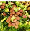 Berzelia squarosa 50 - BERSQU1