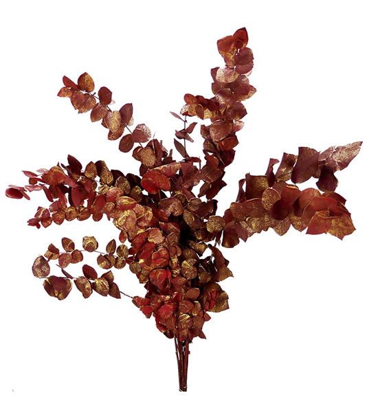Eucaliptus sturtiana rojo oro - EUCSTUROJORO