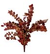 Eucaliptus sturtiana rojo oro - EUCSTUROJORO