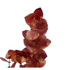 Eucaliptus sturtiana rojo oro - EUCSTUROJORO