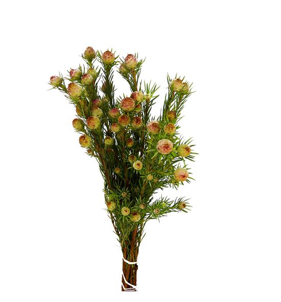 Kaaps jubile crown 50 - KAAJUBCRO