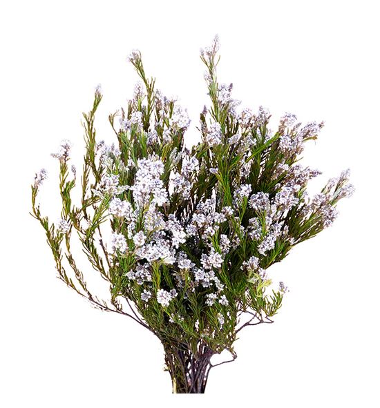 Kaaps verde spattala 50 - KAAVERSPA