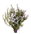 Kaaps verde spattala 50 - KAAVERSPA