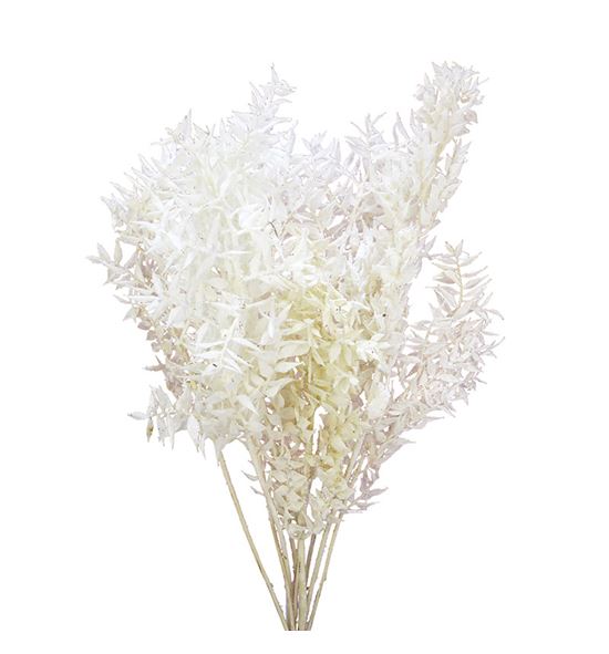 Ruscus fino nieve - RUSFINNIE