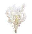 Ruscus fino nieve - RUSFINNIE