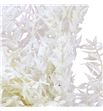 Ruscus fino nieve - RUSFINNIE1