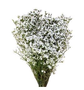 Limonium white lace 80 - LIMWHILAC