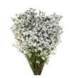 Limonium white lace 80 - LIMWHILAC