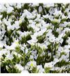 Limonium white lace 80 - LIMWHILAC1