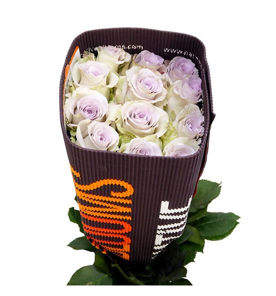 Rosa ecu andrea 50 - REAND