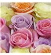 Rosa ecu mixta pastel 60 - REMIXPAS1