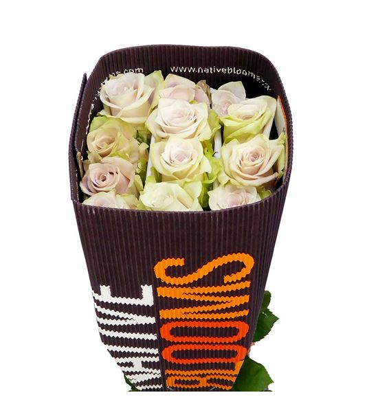Rosa ecu sandy 50 - RESAN
