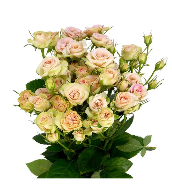 Rs ramificada romantic pepita 50 - RTRROMPEP