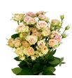 Rs ramificada romantic pepita 50 - RTRROMPEP