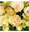 Rs ramificada romantic pepita 50 - RTRROMPEP1
