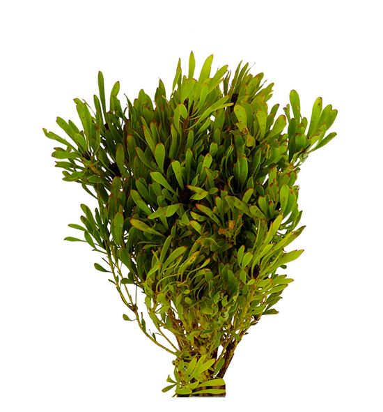 Kaaps platyspernum 50 - KAAPLAT