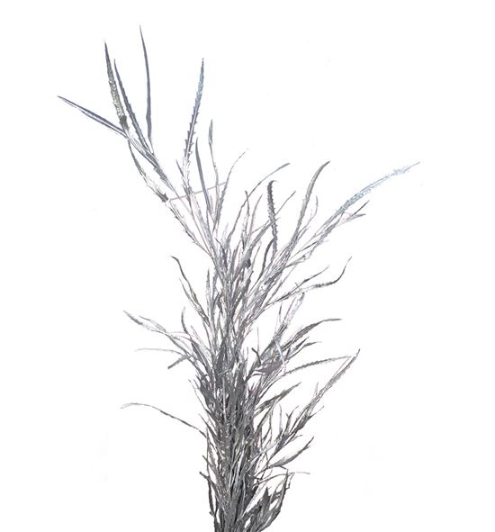Grevillea plata 200gr - GREPLA