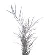 Grevillea plata 200gr - GREPLA