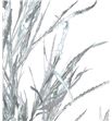 Grevillea plata 200gr - GREPLA1