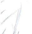 Grevillea plata 200gr - GREPLA2