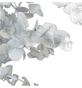 Eucaliptus cinerea blanco 200gr - EUCINBLA