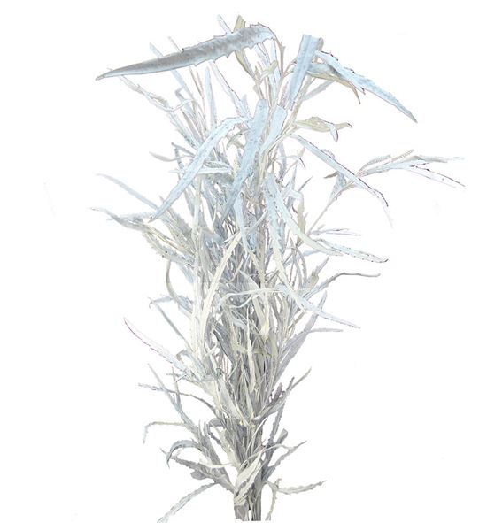 Grevillea blanca 200gr - GREBLA